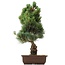 Pinus parviflora Goyomatsu, 53 cm, ± 20 Jahre alt