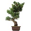 Pinus parviflora Goyomatsu, 53 cm, ± 20 anni