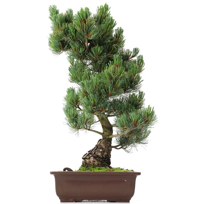 Pinus parviflora Goyomatsu, 50 cm, ± 20 years old