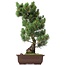 Pinus parviflora Goyomatsu, 50 cm, ± 20 jaar oud