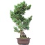 Pinus parviflora Goyomatsu, 50 cm, ± 20 years old