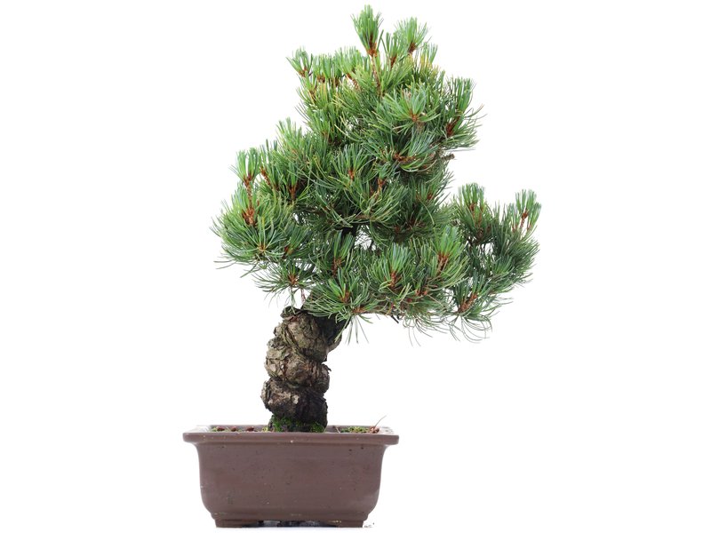 Pinus parviflora Goyomatsu, 35 cm, ± 20 jaar oud