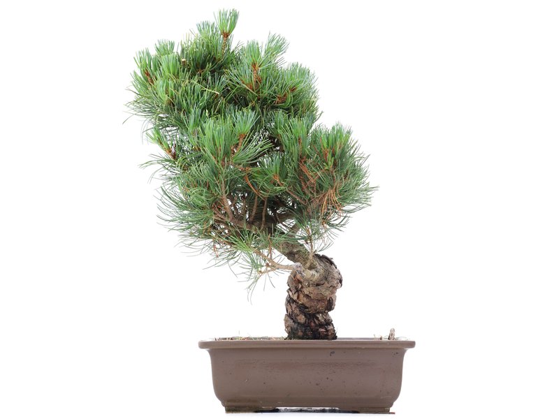 Pinus parviflora Goyomatsu, 38 cm, ± 20 Jahre alt