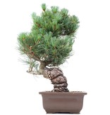 Pinus parviflora Goyomatsu, 38 cm, ± 20 jaar oud