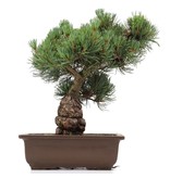 Pinus parviflora, 33 cm, ± 20 Jahre alt