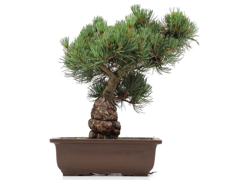 Pinus parviflora, 33 cm, ± 20 Jahre alt