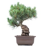 Pinus parviflora, 33 cm, ± 20 jaar oud