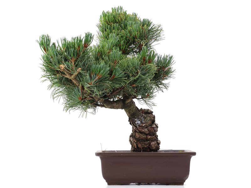 Pinus parviflora, 37 cm, ± 20 jaar oud