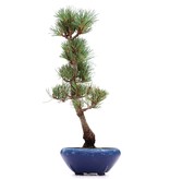Pinus parviflora Goyomatsu, 35,5 cm, ± 12 jaar oud