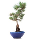 Pinus parviflora Goyomatsu, 34 cm, ± 12 jaar oud