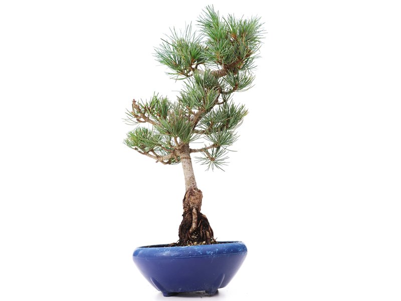 Pinus parviflora Goyomatsu, 34 cm, ± 12 jaar oud