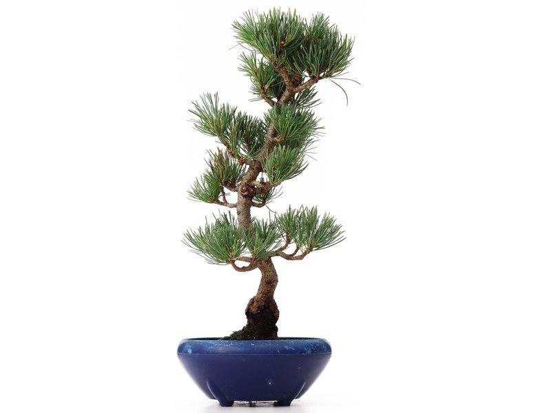 Pinus parviflora Goyomatsu, 31 cm, ± 12 jaar oud