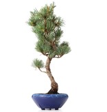 Pinus parviflora Goyomatsu, 35 cm, ± 12 Jahre alt