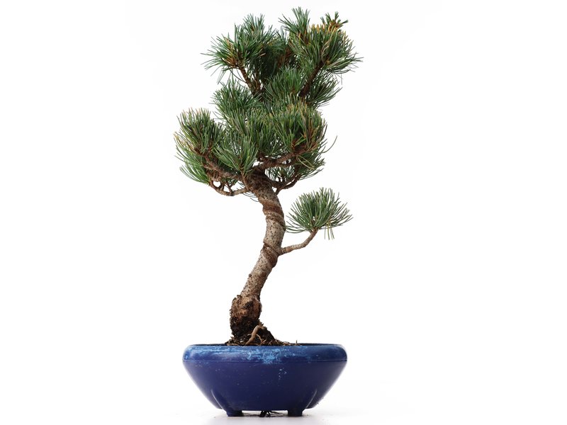 Pinus parviflora Goyomatsu, 35 cm, ± 12 Jahre alt