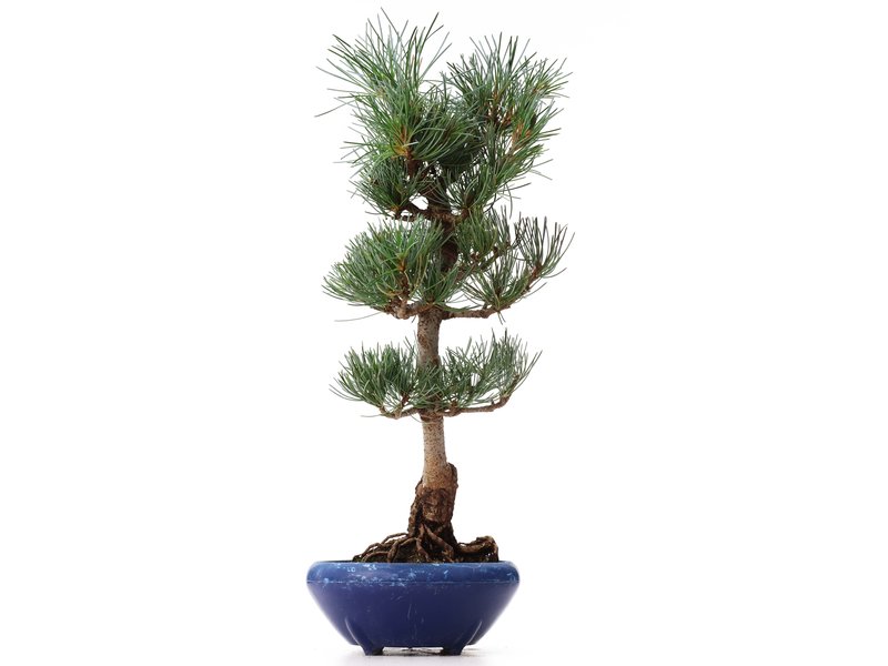 Pinus parviflora Goyomatsu, 38 cm, ± 12 jaar oud