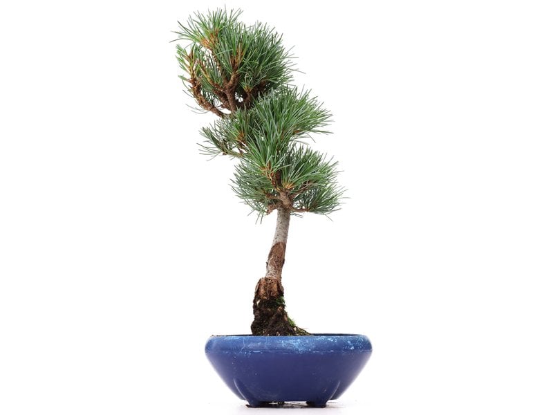 Pinus parviflora Goyomatsu, 31 cm, ± 12 Jahre alt