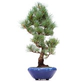 Pinus parviflora Goyomatsu, 36,5 cm, ± 12 Jahre alt