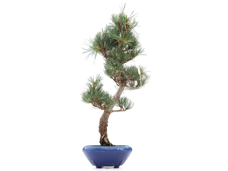 Pinus parviflora Goyomatsu, 38,5 cm, ± 12 jaar oud