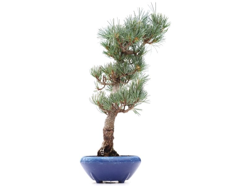 Pinus parviflora Goyomatsu, 38,5 cm, ± 12 jaar oud