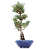 Pinus parviflora Goyomatsu, 37 cm, ± 12 jaar oud