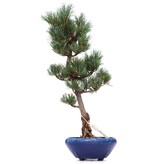 Pinus parviflora Goyomatsu, 39 cm, ± 12 jaar oud