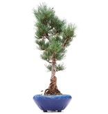 Pinus parviflora Goyomatsu, 39 cm, ± 12 jaar oud