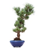 Pinus parviflora Goyomatsu, 39 cm, ± 12 Jahre alt