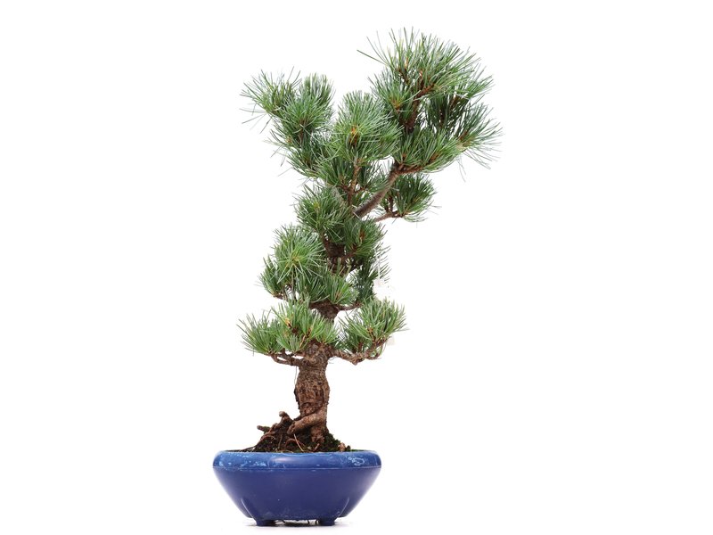Pinus parviflora Goyomatsu, 39 cm, ± 12 Jahre alt