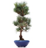 Pinus parviflora Goyomatsu, 36,5 cm, ± 12 Jahre alt