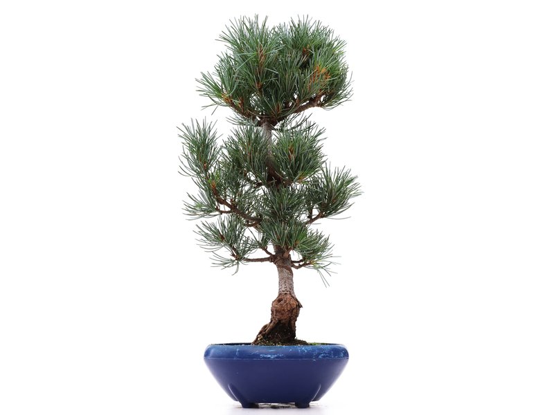 Pinus parviflora Goyomatsu, 36,5 cm, ± 12 jaar oud