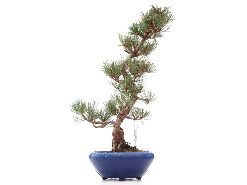 Pinus parviflora Goyomatsu, 36 cm, ± 12 Jahre alt