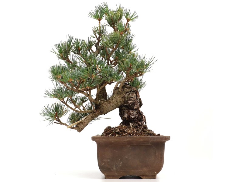 Pinus parviflora, 28 cm, ± 25 Jahre alt