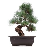 Pinus parviflora, 28 cm, ± 15 Jahre alt