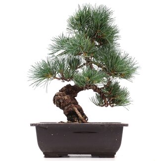 Pinus parviflora, 28 cm, ± 15 jaar oud