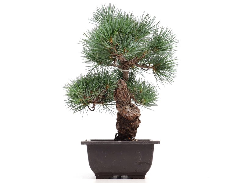 Pinus parviflora, 30 cm, ± 15 Jahre alt