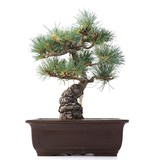 Pinus parviflora, 26,5 cm, ± 25 jaar oud