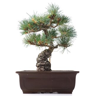 Pinus parviflora, 26,5 cm, ± 25 Jahre alt