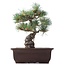 Pinus parviflora, 26,5 cm, ± 25 anni