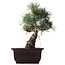 Pinus parviflora, 26,5 cm, ± 25 anni