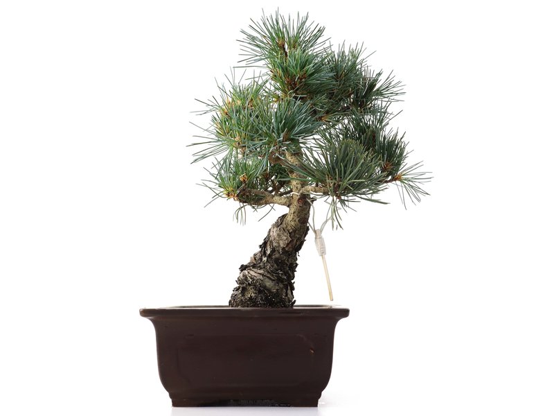 Pinus parviflora, 26,5 cm, ± 25 Jahre alt