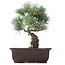 Pinus parviflora, 26,5 cm, ± 25 jaar oud