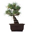 Pinus parviflora, 26,5 cm, ± 25 jaar oud