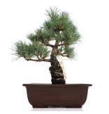 Pinus parviflora, 28,5 cm, ± 25 jaar oud