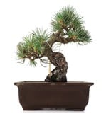 Pinus parviflora, 24,5 cm, ± 25 Jahre alt