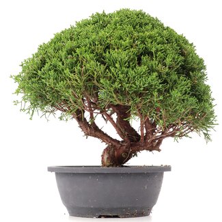 Juniperus chinensis Kishu, 30 cm, ± 15 años