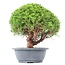 Juniperus chinensis Kishu, 30 cm, ± 15 years old