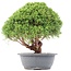 Juniperus chinensis Kishu, 30 cm, ± 15 años