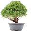 Juniperus chinensis Kishu, 30 cm, ± 15 jaar oud