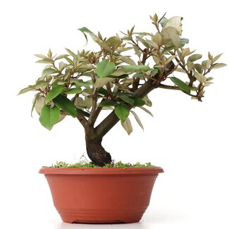 Eleagnus, 22 cm, ± 8 anni