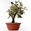 Eleagnus, 22 cm, ± 8 years old